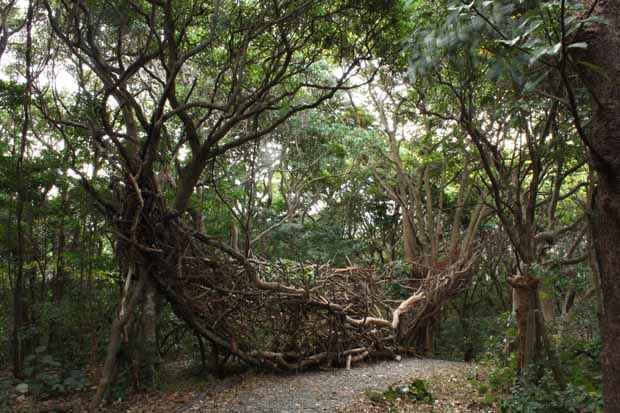 Born in the Forest, the Boat is Hovering through Trees towards the Ocean